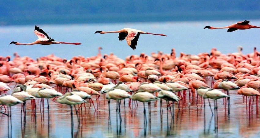 Flamingos and Birds