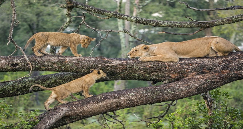 Lion in Ruaha National Park