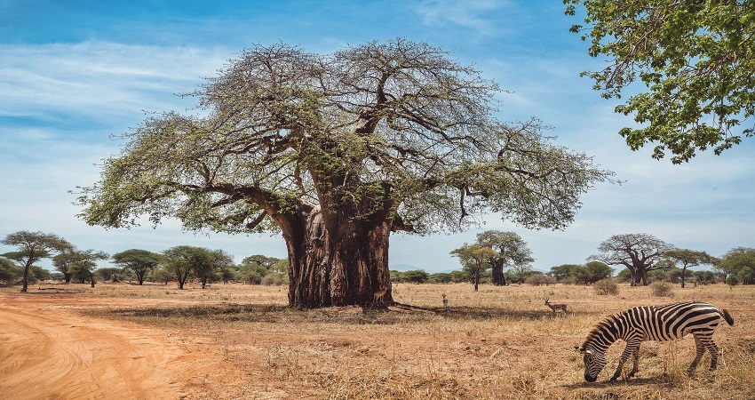 3-Day Tarangire & Manyara Safari