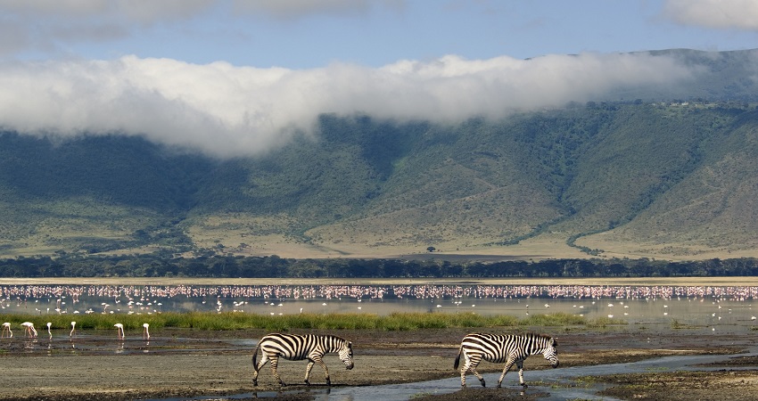 Ruaha Wildlife and Zebras