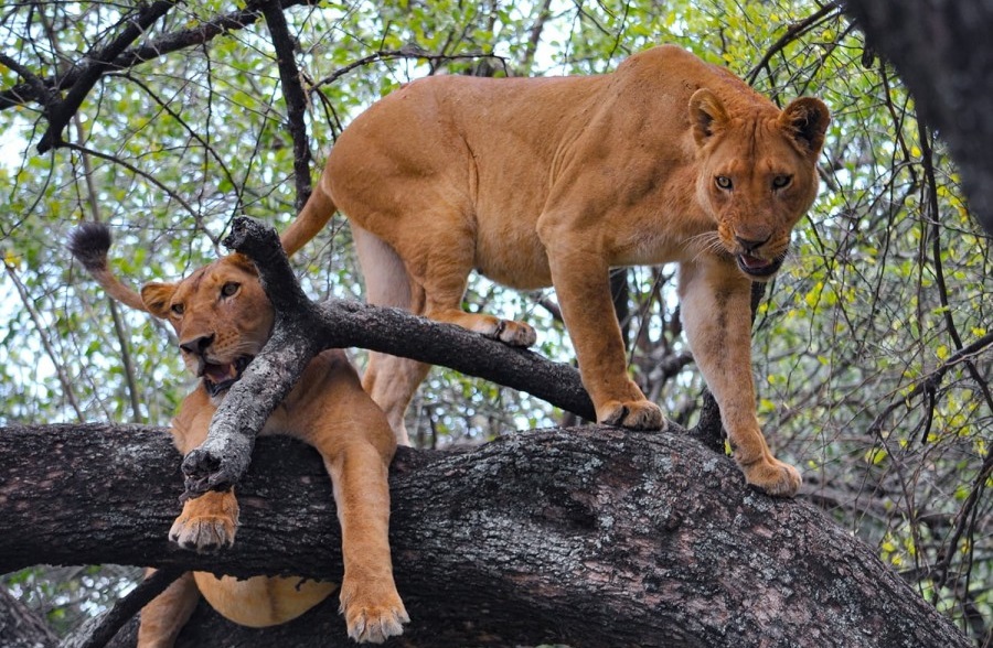 Wildlife Encounter