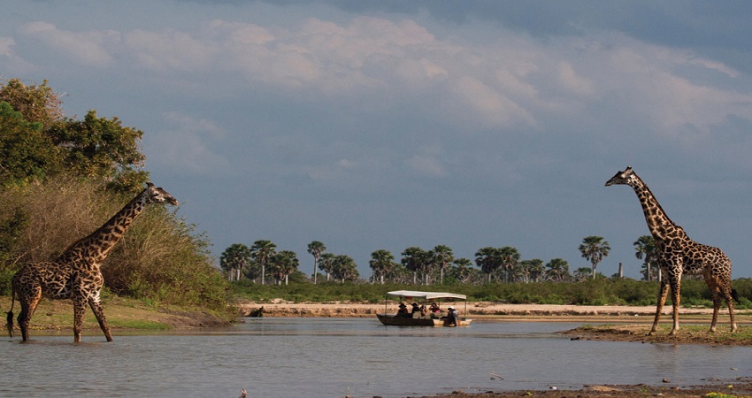 Ruaha Wild Animals