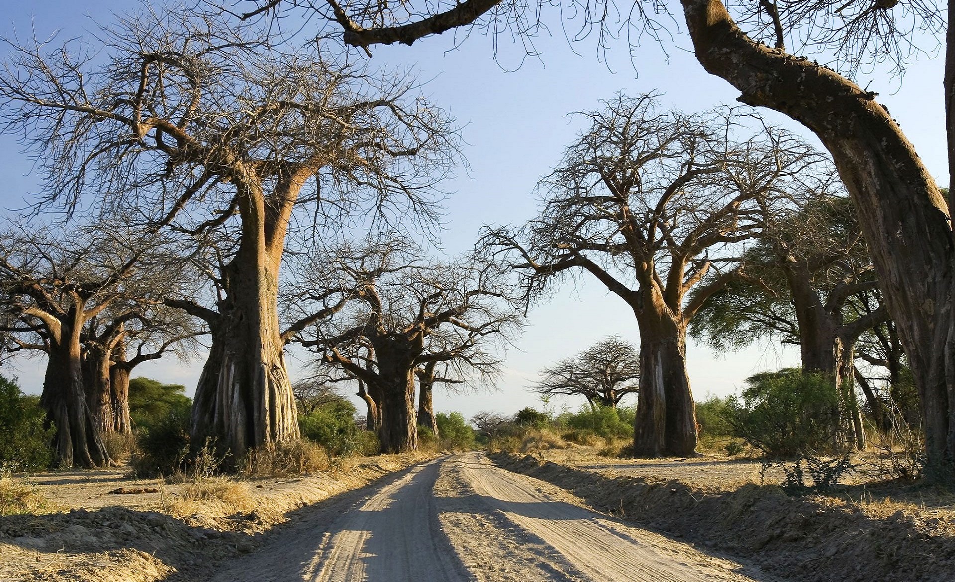 Ruaha Drive-in 7 Days/6 Nights
