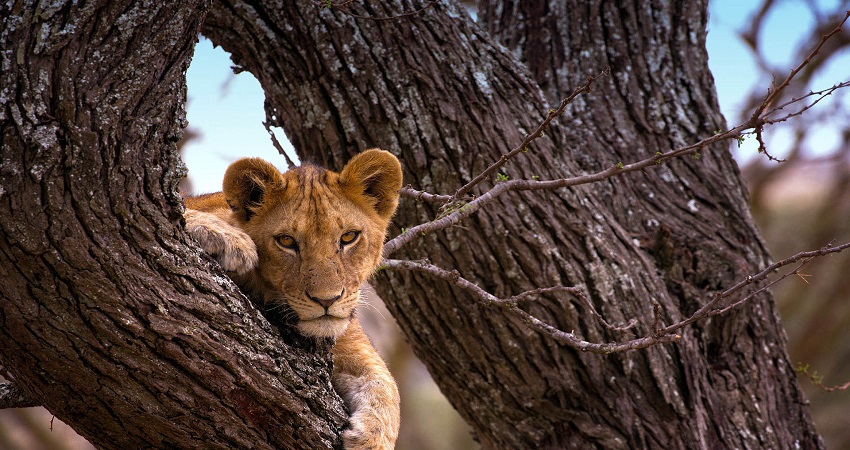 Serengeti Safari 1