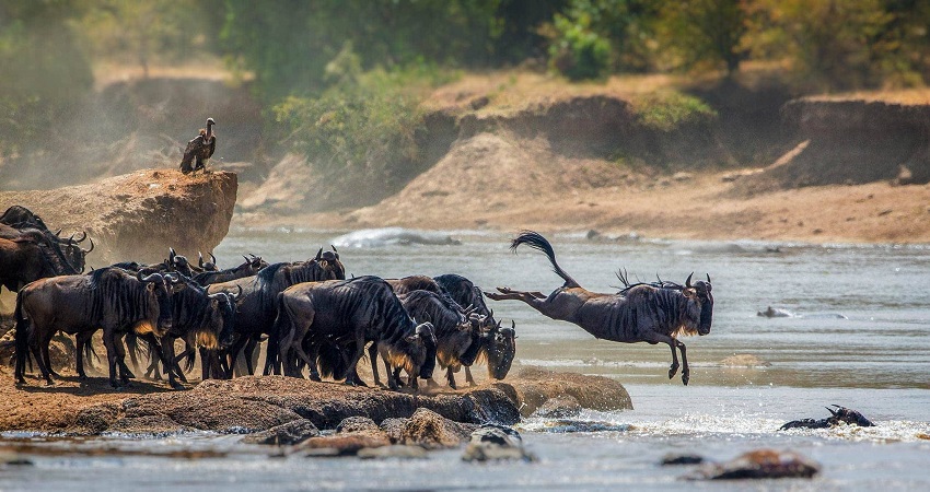 Serengeti Savannah Landscape