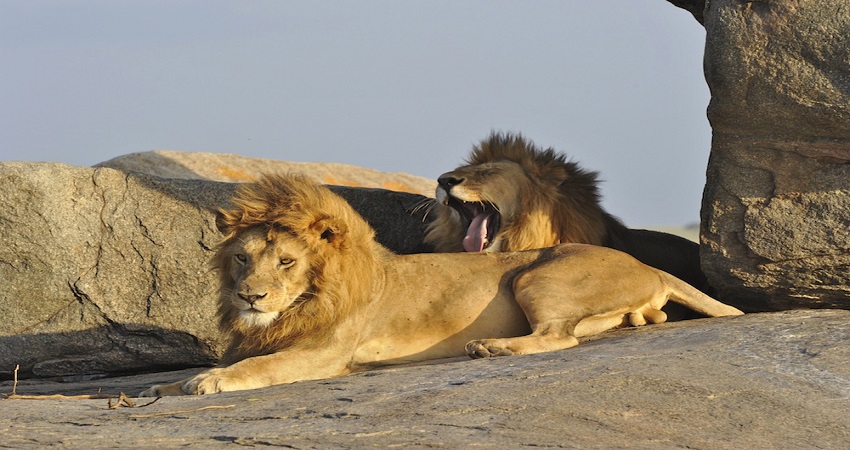 Serengeti Safari 3