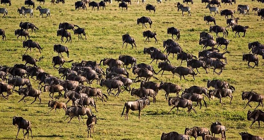 Serengeti Safari 4