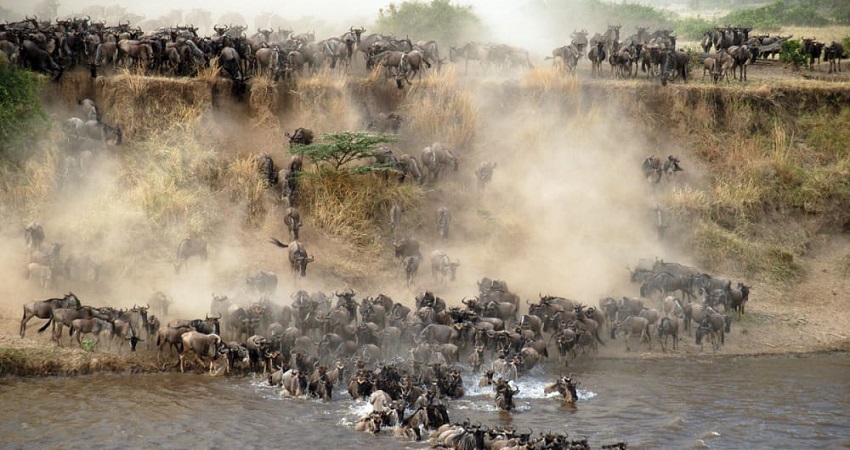 Serengeti Safari 6