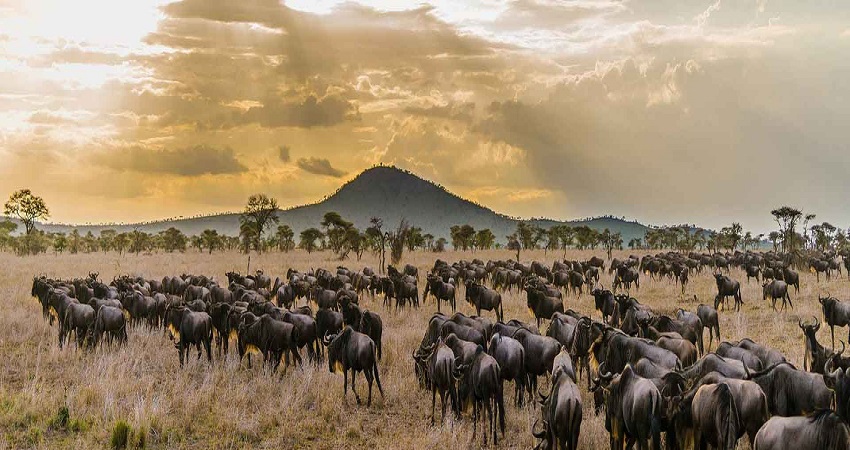Serengeti Safari 7