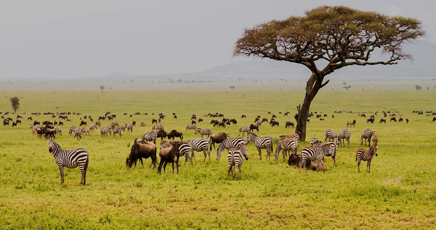 Serengeti Safari 8