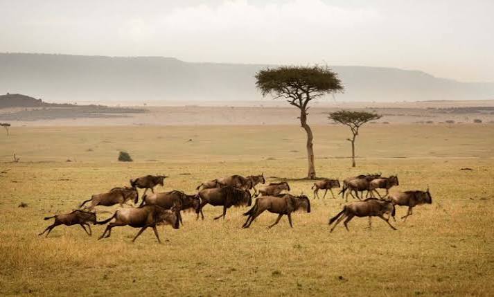 Wildlife