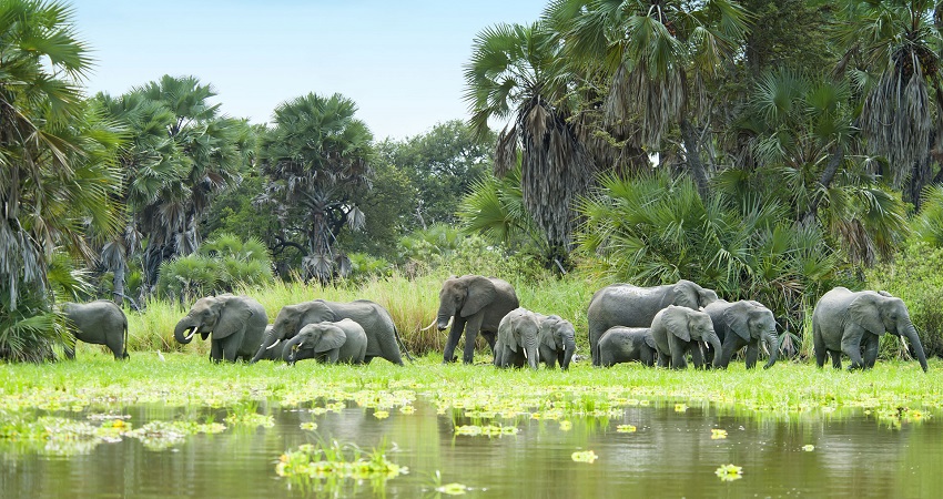 Wildlife in Tarangire Ecosystem