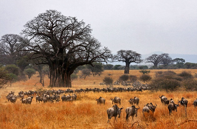 Tarangire Drive-in 2 Days 1 Night
