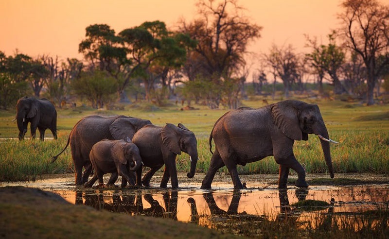 Tarangire Drive in Safari
