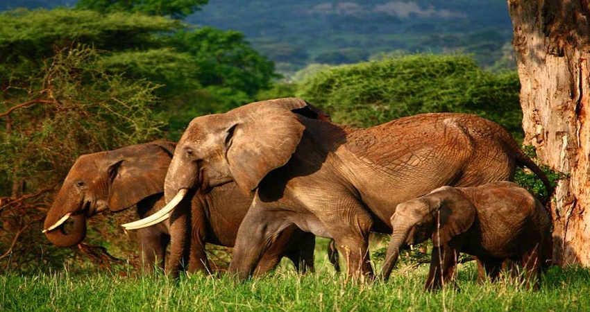 Tarangire Elephant 2