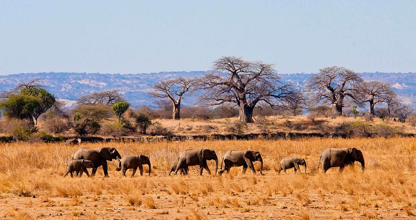 Tarangire Elephant