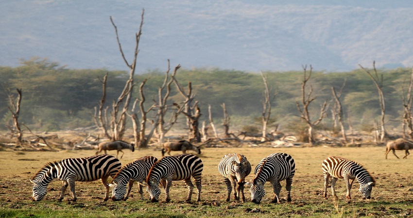 Zebra in Creator