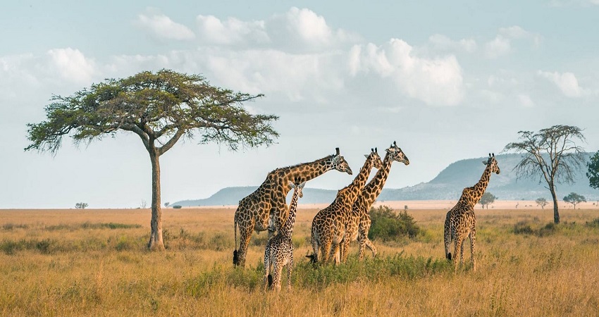 Serena Mivumo River Lodge panoramic landscape and luxury pool
