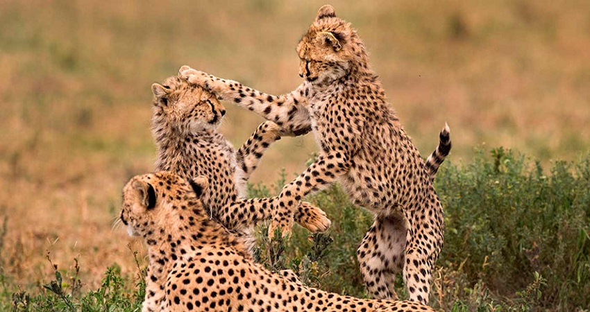 Ruaha Wildlife View