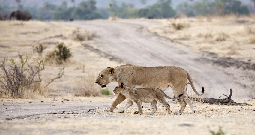 Ruaha Wildlife