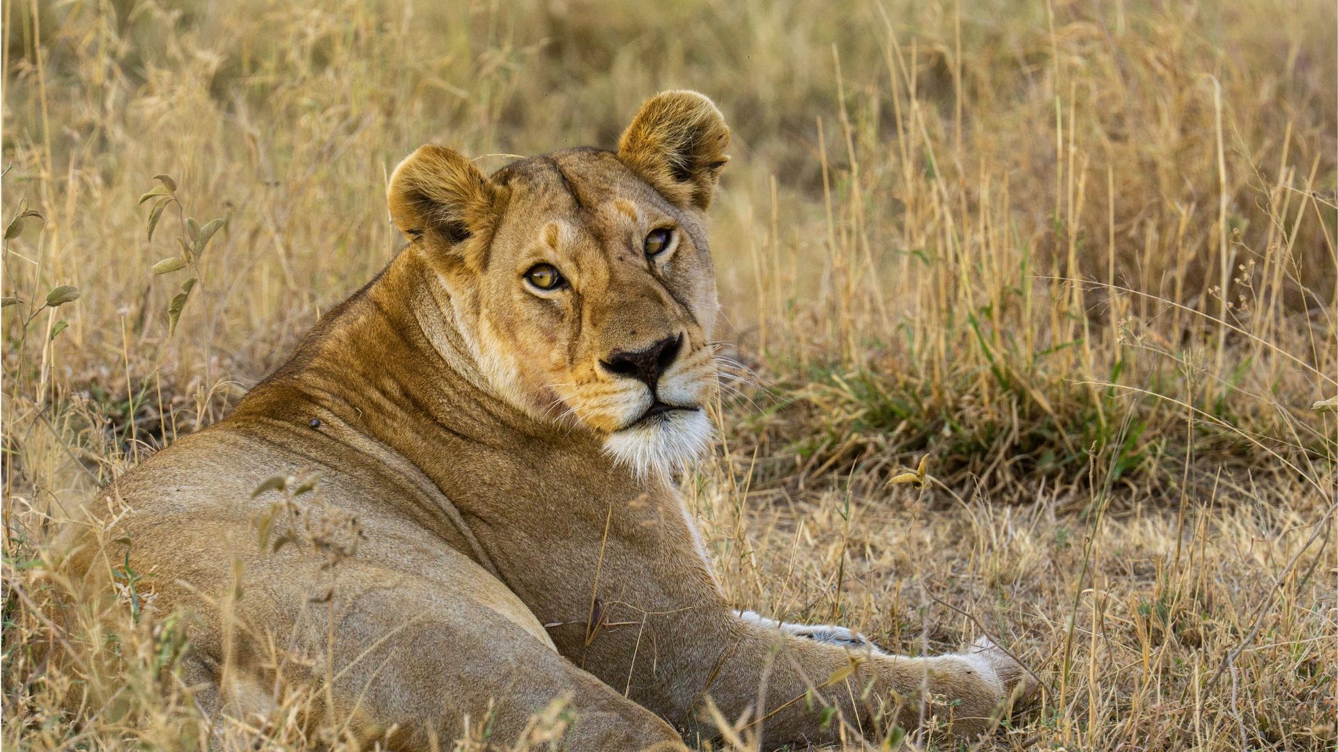 Serengeti Camping Safari